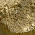 Conchiglie fossili nell'affioramento - Foto F. Chiaretta
